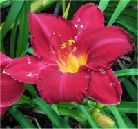 Hemerocallis Tom Wise - Photo d'une h�m�rocalle Tom Wise