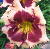 Hemerocallis Twilight secrets - Photo de plante h�m�rocalle