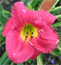 Hemerocallis Vera Biaglow - H�m�rocalle