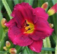 Hemerocallis Water purple - H�m�rocalle