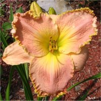 Hemerocallis Westminster Lace - H�m�rocalle