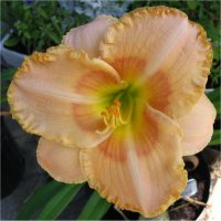 Hemerocallis Wisest and Wisard - Image de fleur d'h�m�rocalle