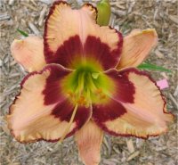 Hemerocallis Wolf eyes - H�m�rocalle