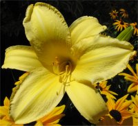Hemerocallis Yellow pine wheel - Photo de fleur d'h�m�rocalle