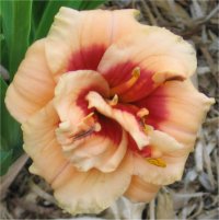 Hemerocallis You angel you - Image d'une fleur d'h�m�rocalle