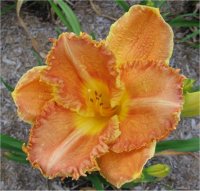 Hemerocallis Yuma - Photo de fleur d'h�m�rocalle
