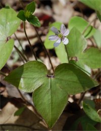 Photo d'h�patique acutilob�e - Hepatica acutiloba