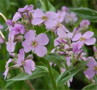 Photo de julienne des jardins - Hesperis matronalis
