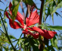 Hibiscus coccineus - Photo d'hibiscus �carlate