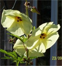 Hibiscus manihot - Photo d'hibiscus