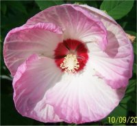 Hibiscus Moscheutos Southern Belle - Hibiscus