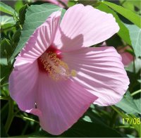 Hibiscus Moscheutos - Photo de Ketmie Palustre Disco Belle
