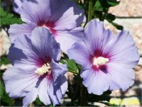 Hibiscus Syriacus Blue bird - Ketmie de Syrie