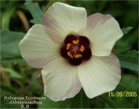 Hibiscus Trionum - Hibiscus