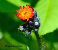 Photo d'�pervi�re orang�e - Hieracium aurantiacum