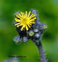 Photo d'�pervi�re des pr�s - Hieracium pratense