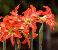 Photo d'Amaryllis - Hippeastrum hybridum