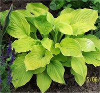 Hosta August Moon - Photo d'une hosta