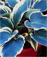 Hosta El Nino - Image d'hosta