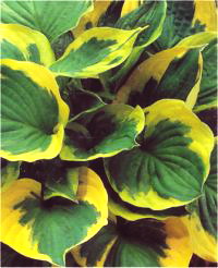 Hosta hybrid Twilight - Photo d'une hosta