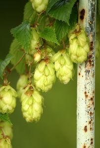 Photo de houblon commun - Humulus lupulus