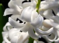 Phote de fleurs de jacinthe - Hyacinthus orientalis