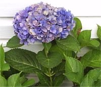 Hydrangea macrophylla Endless Summer - Photo d'hortensia