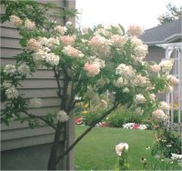 Hydrangea paniculata grandiflora - Hydrang�e panicul�e