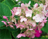 Hydrangea paniculata Pink Diamond - Hydrang�e panicul�
