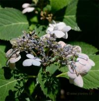 Photo d'un hydrang�e - Hydrangea serrata