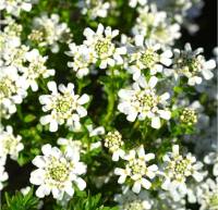 Photo de Thlaspi toujours vert - Iberis sempervirens