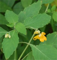Photo d'impatiente du cap - Impatiens capensis