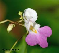 Impatiens glandulifera - Balsamine de l'Himalaya
