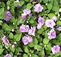 Impatiens hybrida - Photo d'impatientes hybrides