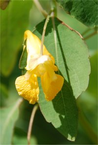 Photo de fleurs d'impatiente p�le - Impatiens pallida