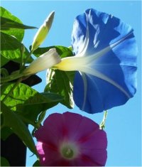 Ipomoea rubrocaerulea - Gloire du matin heavenly blue