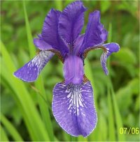 Iris Ensata Gusto - Image d'Iris Japonais Gusto