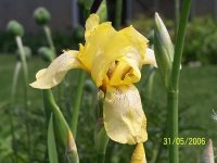Iris Germanica - Photo de fleur Iris des jardins