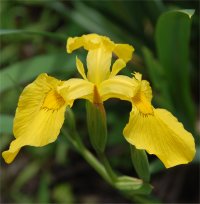 Photo d'Iris Faux-Acore - Iris pseudacorus