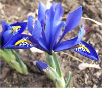 Photo de fleur d'Iris r�ticul� - Iris reticulata