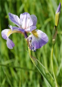 Photo de fleur d'Iris versicolore - Iris versicolor