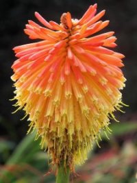 Photo de tritome - Kniphofia uvaria