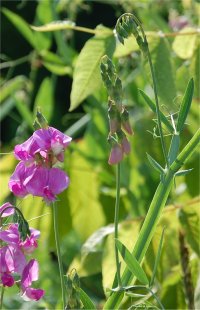 Photo de gesse � feuilles larges - Lathyrus latifolius