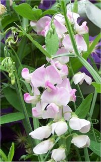 Lathyrus odoratum - Photo de Pois de senteur