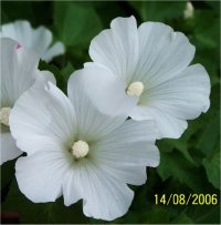 Lavatera Trimestris Mont Blanc - Lavat�re � grandes fleurs