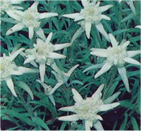 Leontopodium alpinum - Photo d'edelweiss
