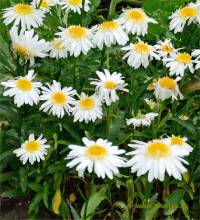 Photo de Grande marguerite - Leucanthemum maximum