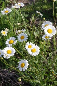 Photo de marguerite - Leucanthemum vulgare