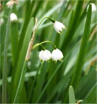Photo de Niv�ole d'�t� - Leucojum aestivum