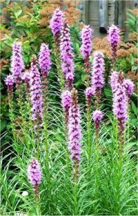Liatris Spicata Koblod - Photo de fleurs de liatrides